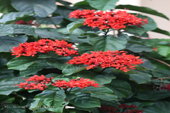 Clerodendrum splendens